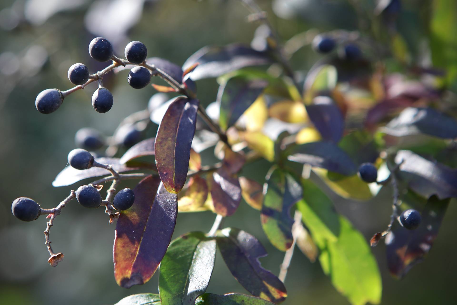 Photo of Common Privet