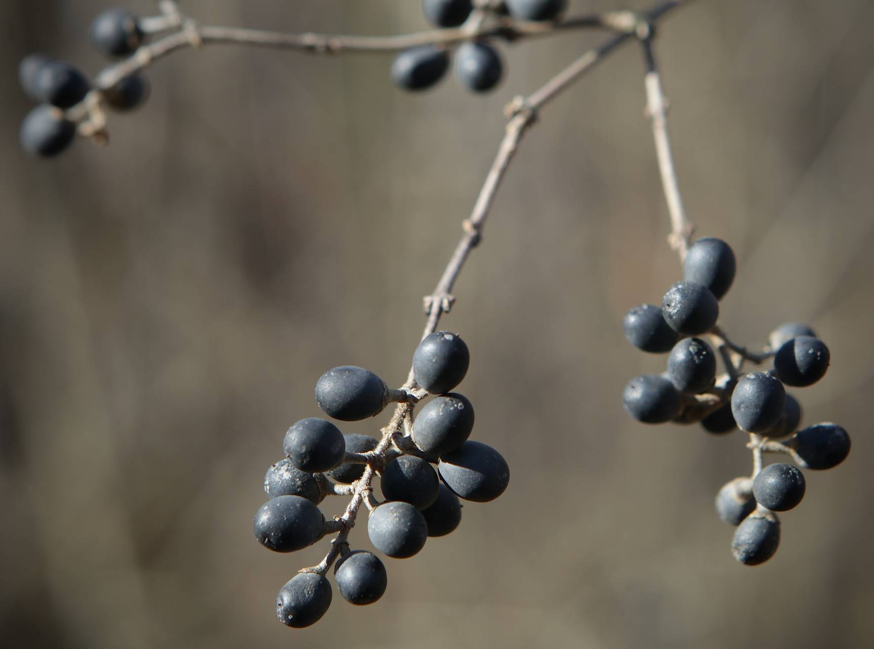 Photo of Common Privet