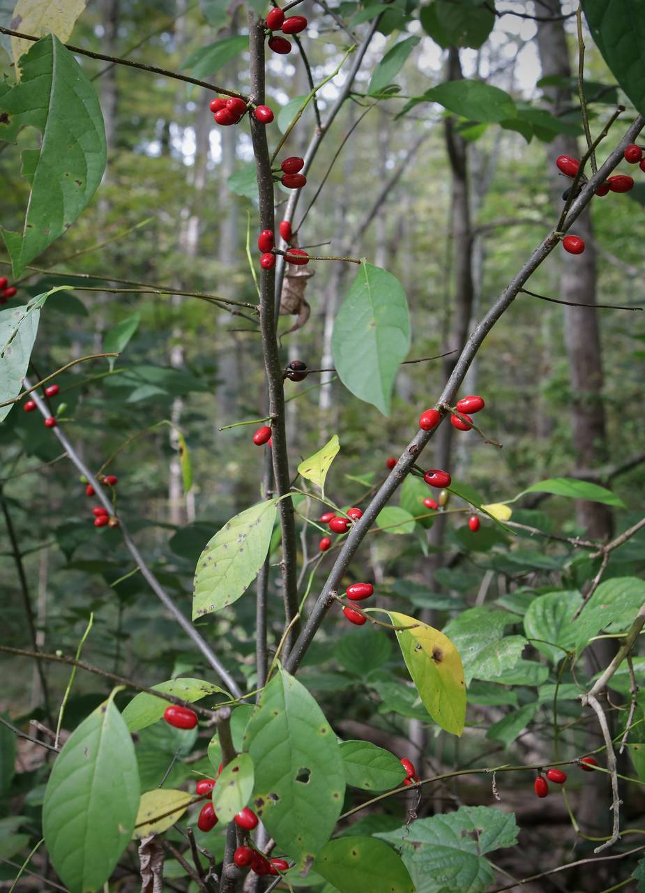 Photo of Spicebush
