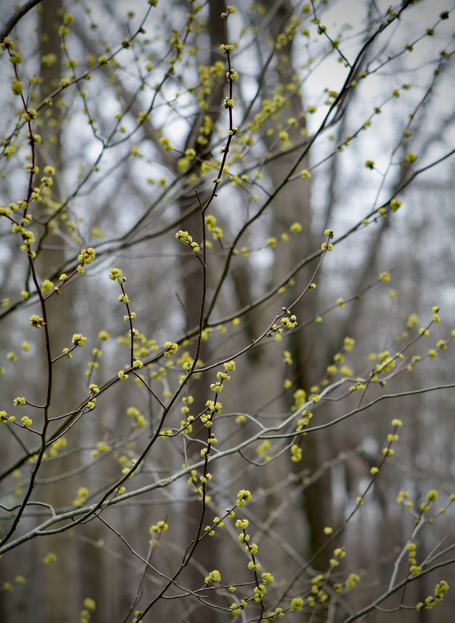 Photo of Spicebush