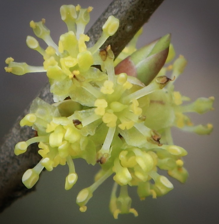 Photo of Spicebush