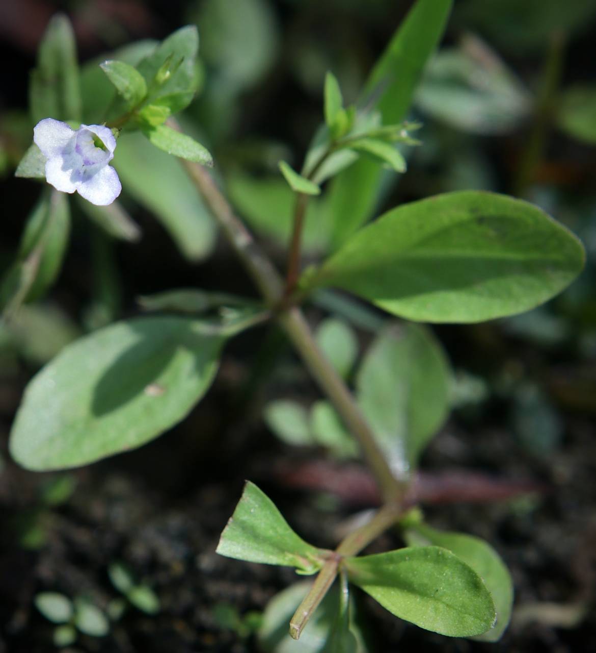 Photo of False Pimpernel