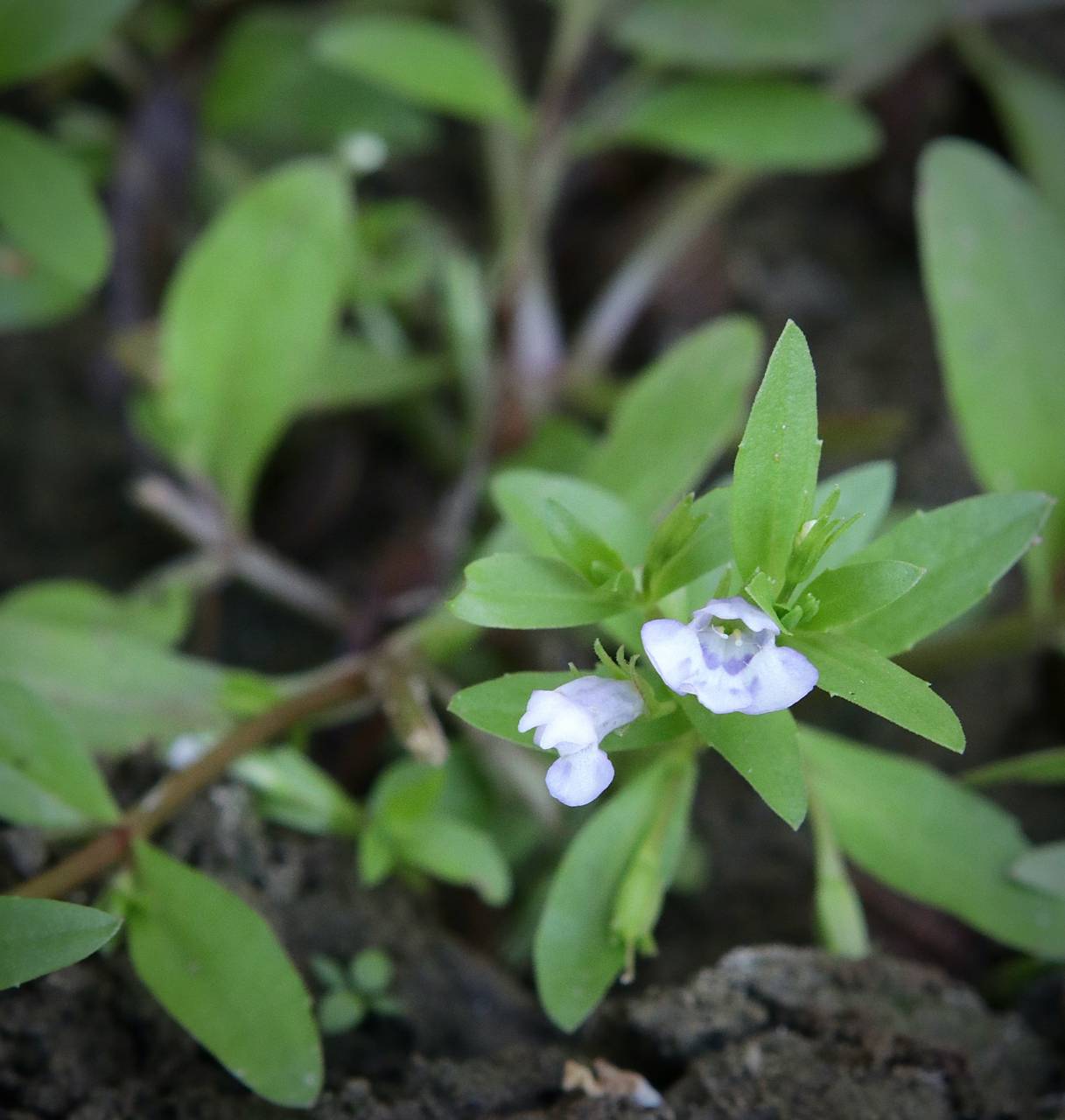 Photo of False Pimpernel