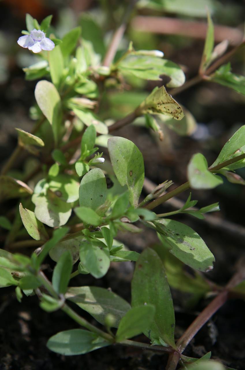 Photo of False Pimpernel