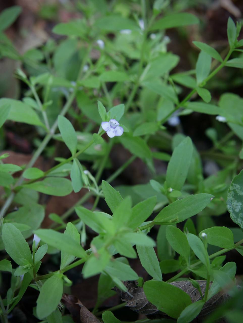 Photo of False Pimpernel