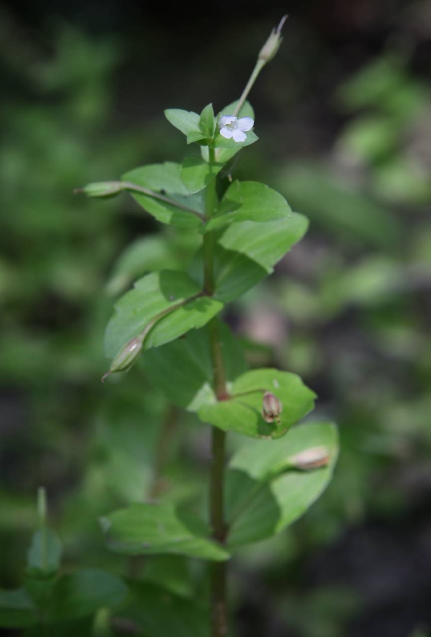 Photo of False Pimpernel