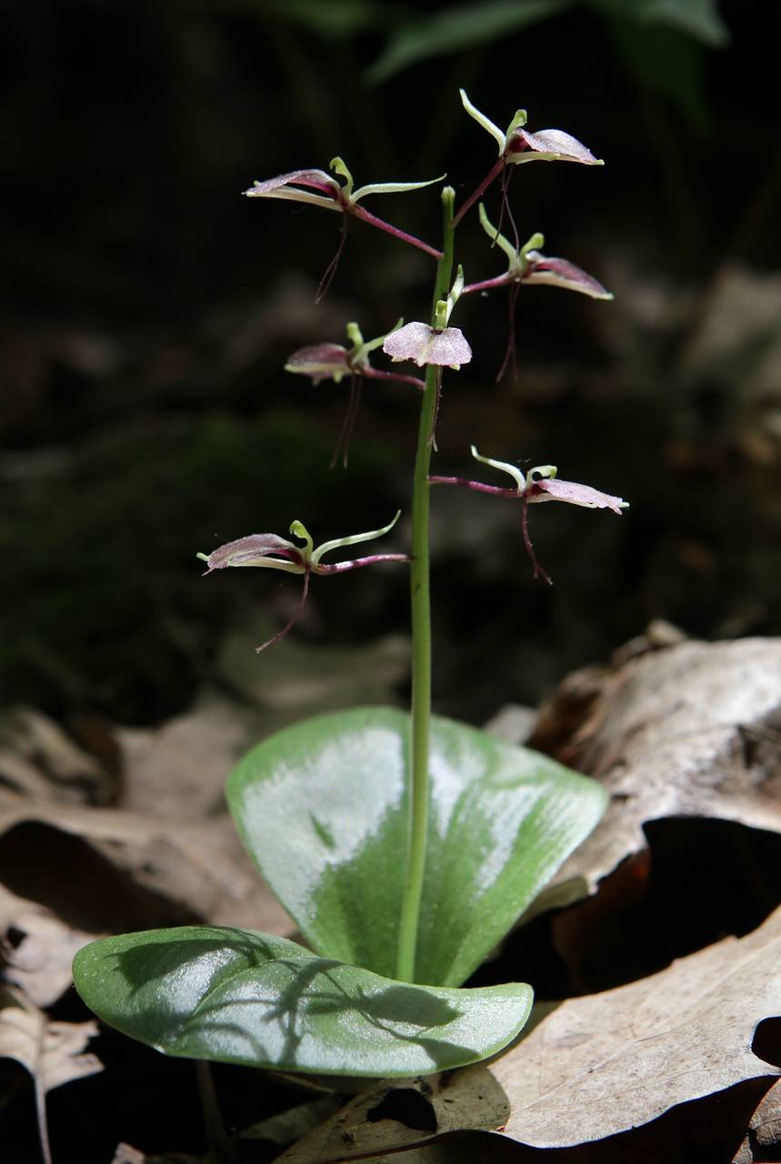 Photo of Lily-Leaved Twayblade