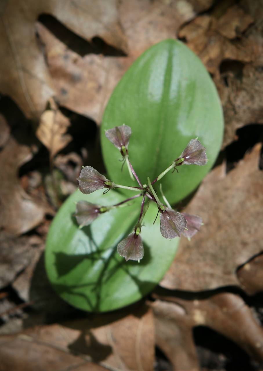 Photo of Lily-Leaved Twayblade
