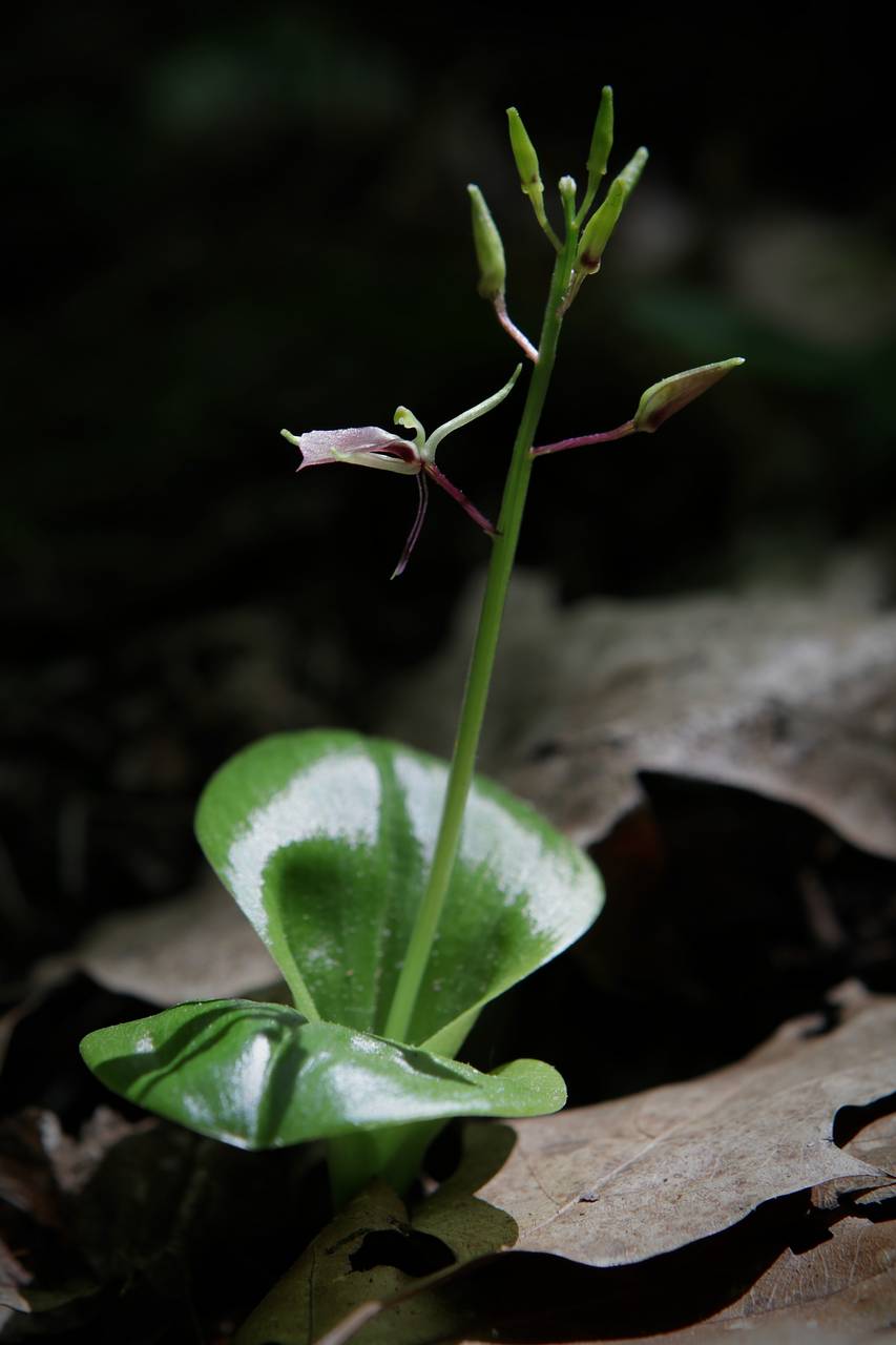 Photo of Lily-Leaved Twayblade