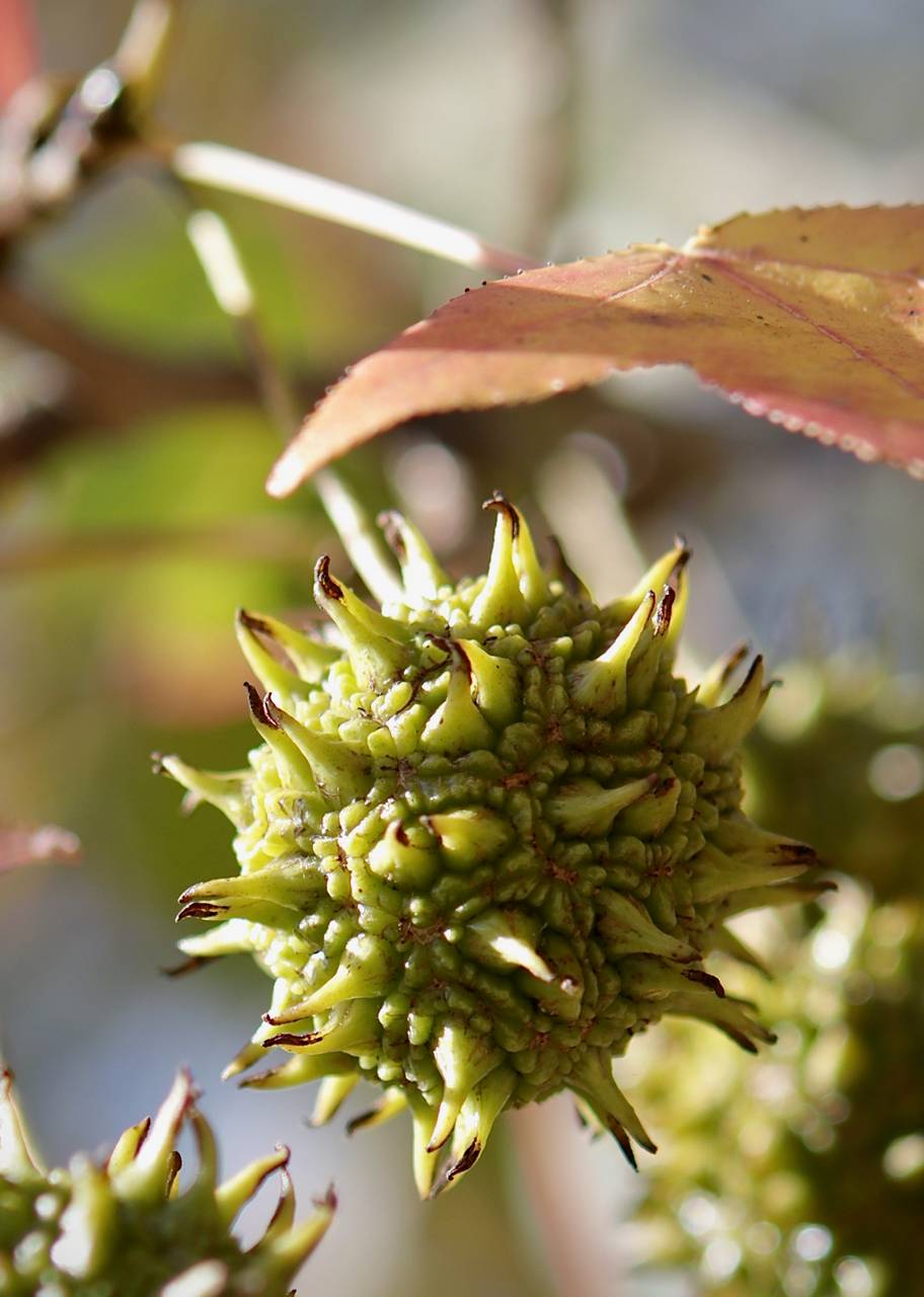 Photo of Sweetgum