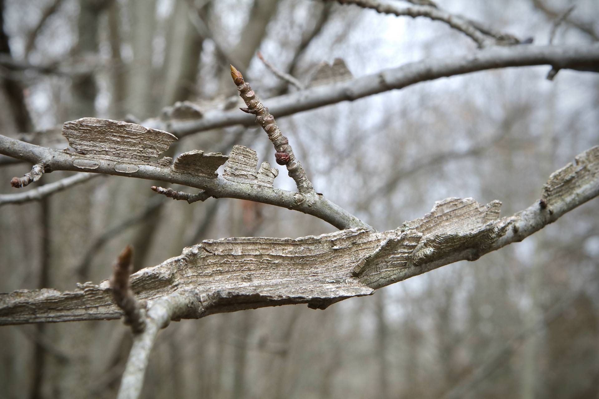 Photo of Sweetgum