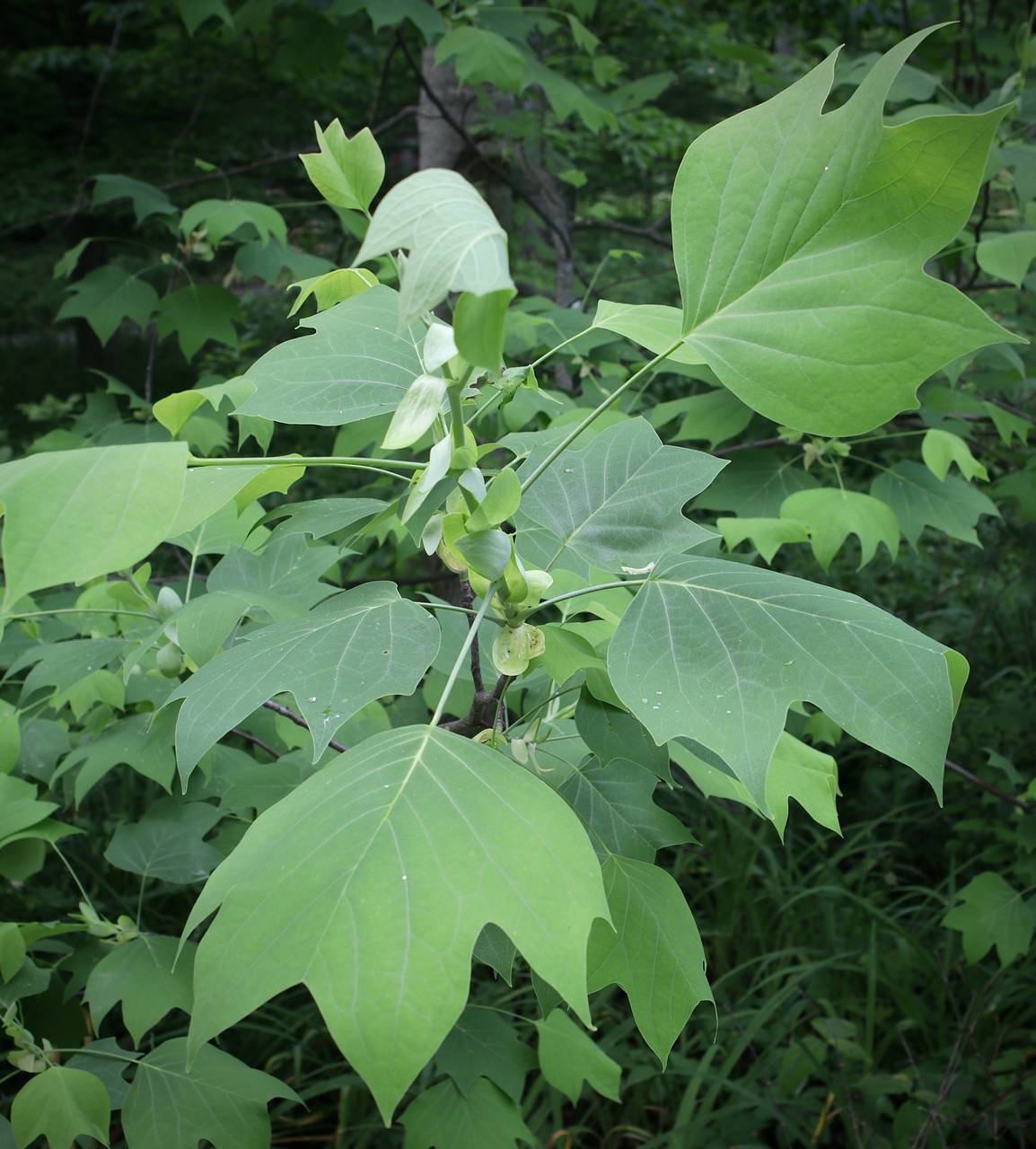 Photo of Tulip Tree