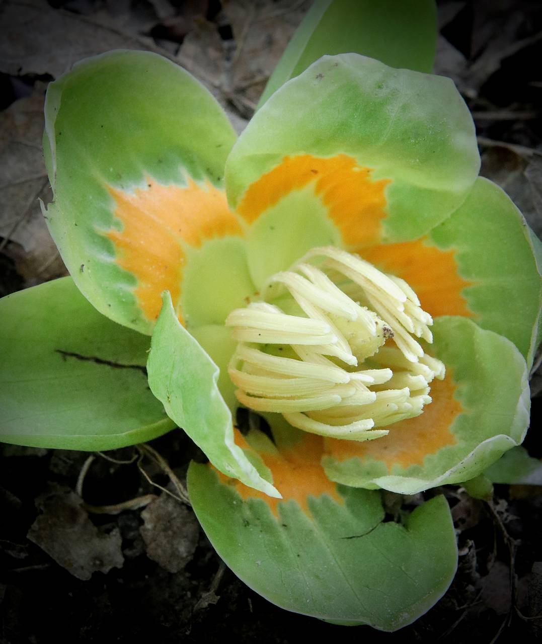 Photo of Tulip Tree
