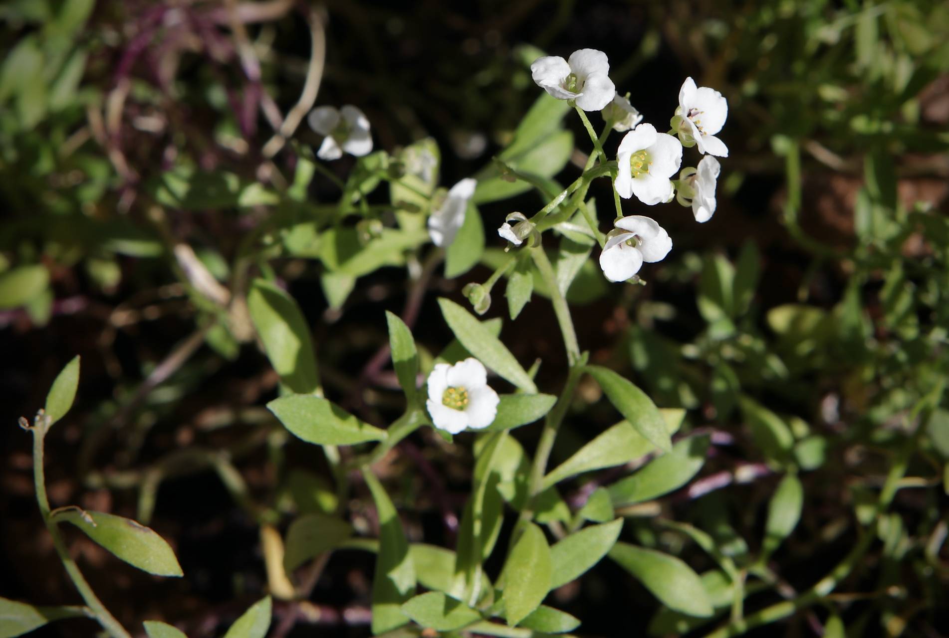 Photo of Sweet Alyssum