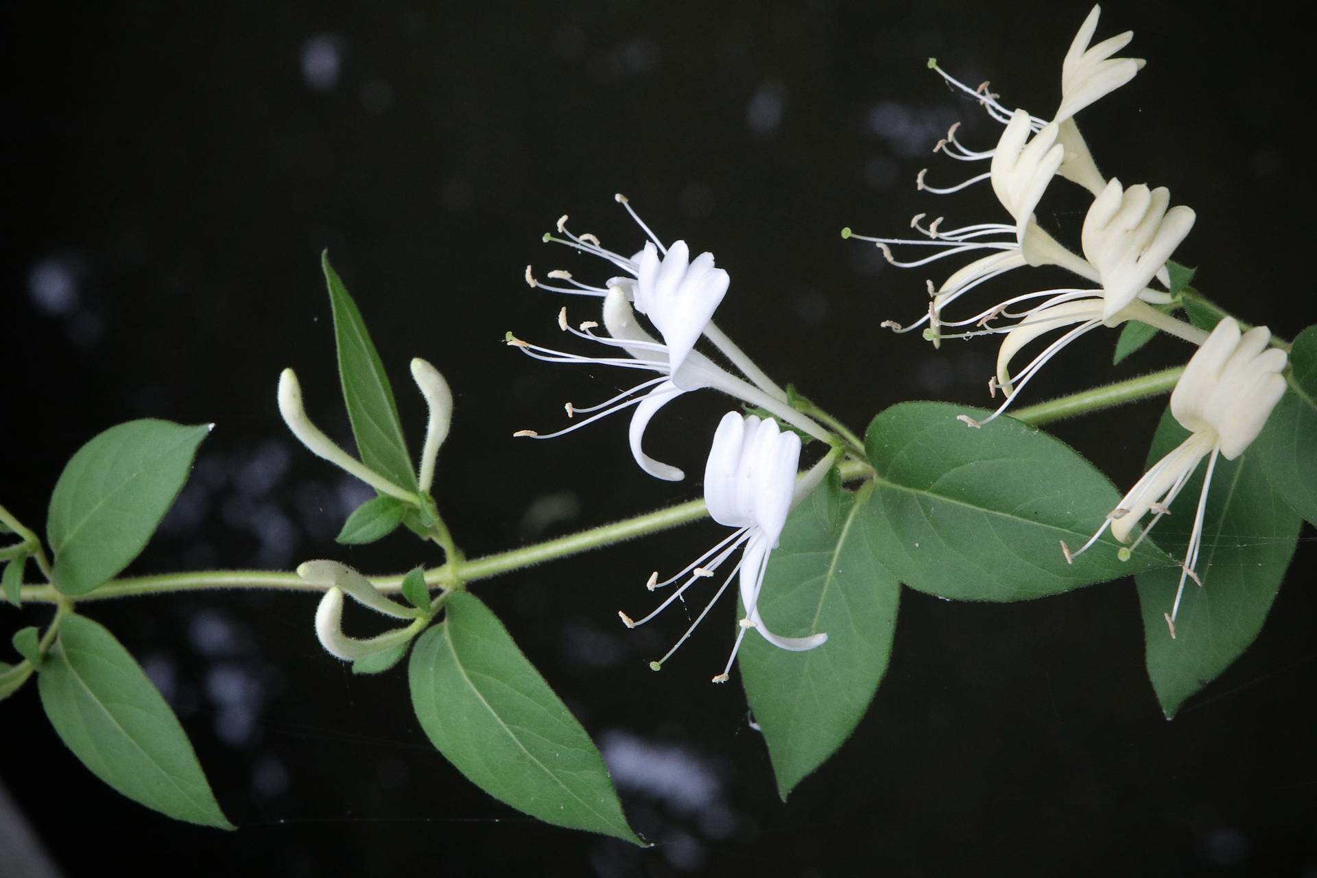 Photo of Japanese Honeysuckle
