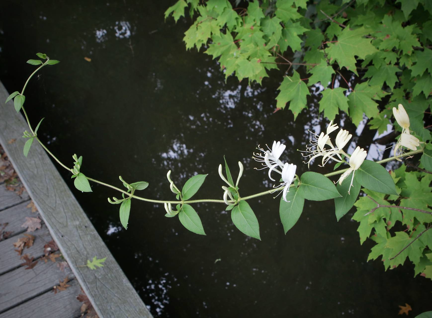 Photo of Japanese Honeysuckle