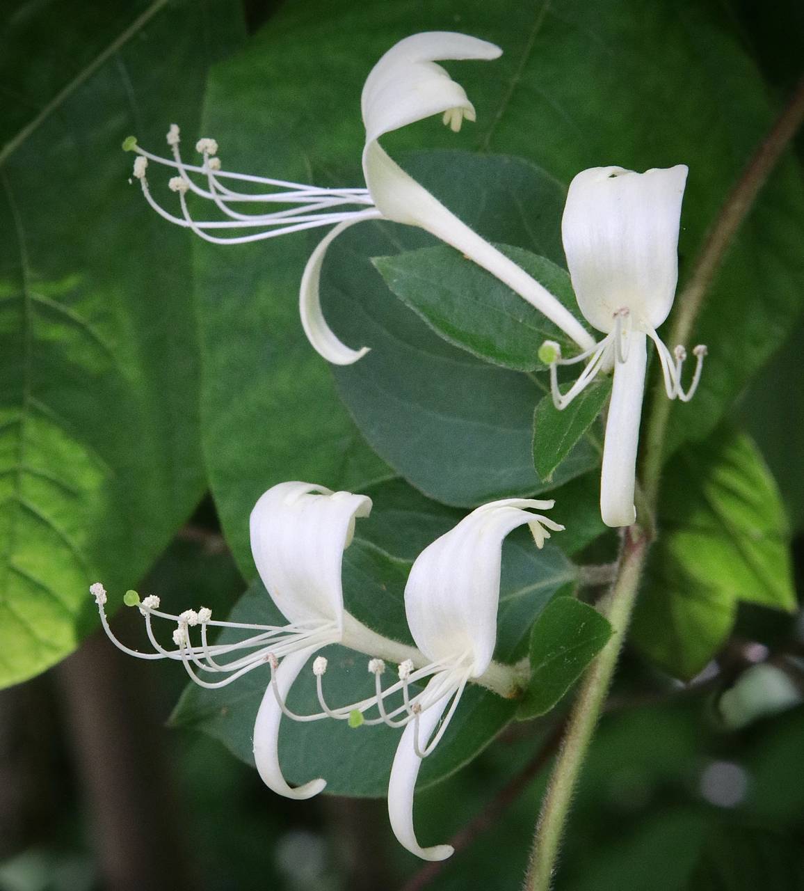 Photo of Japanese Honeysuckle