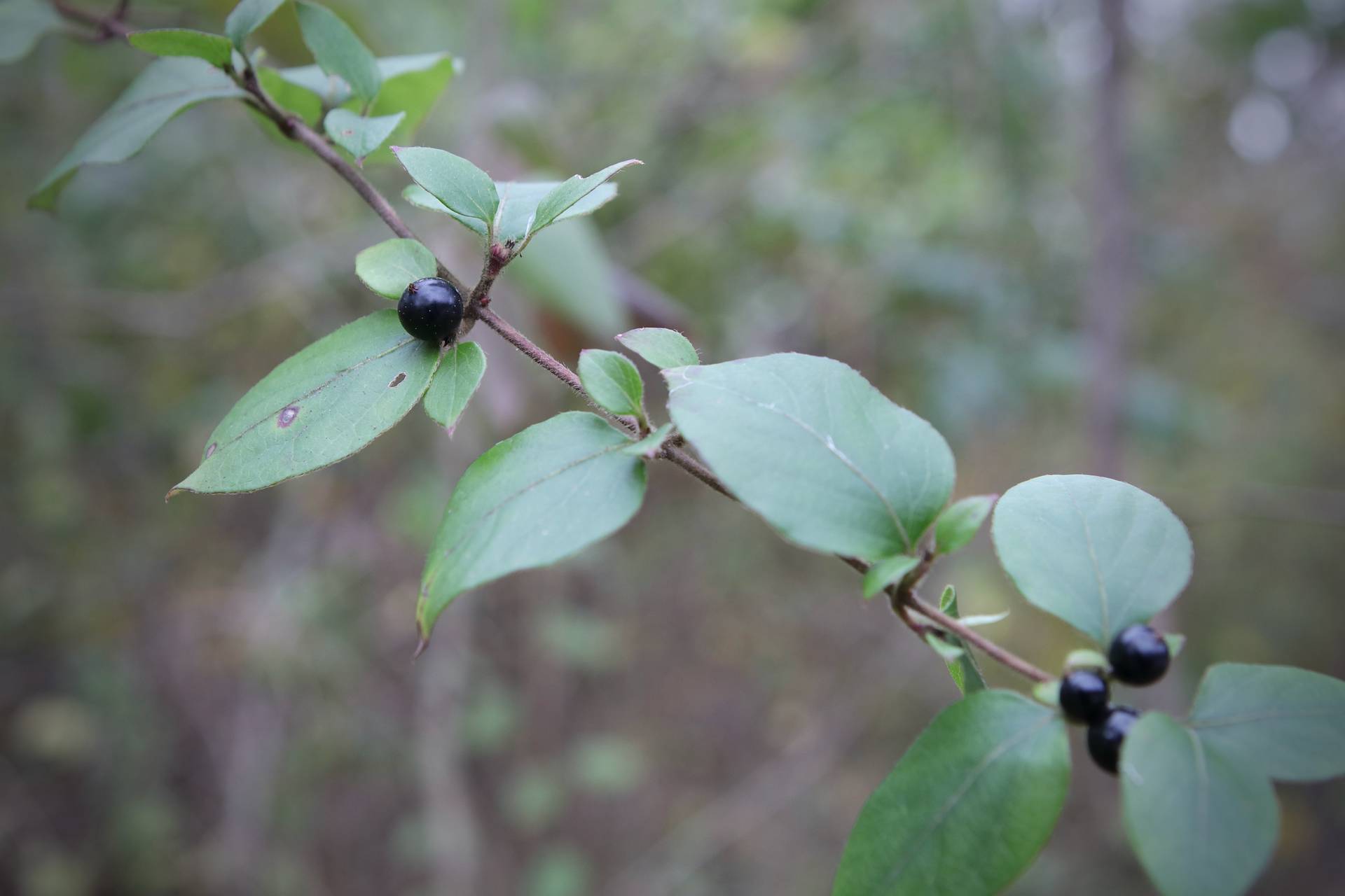 Photo of Japanese Honeysuckle