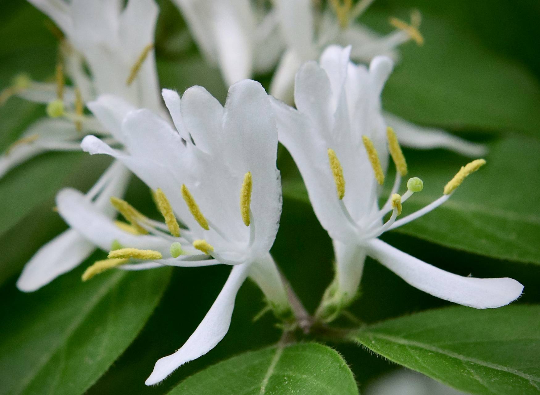 Photo of Amur Honeysuckle