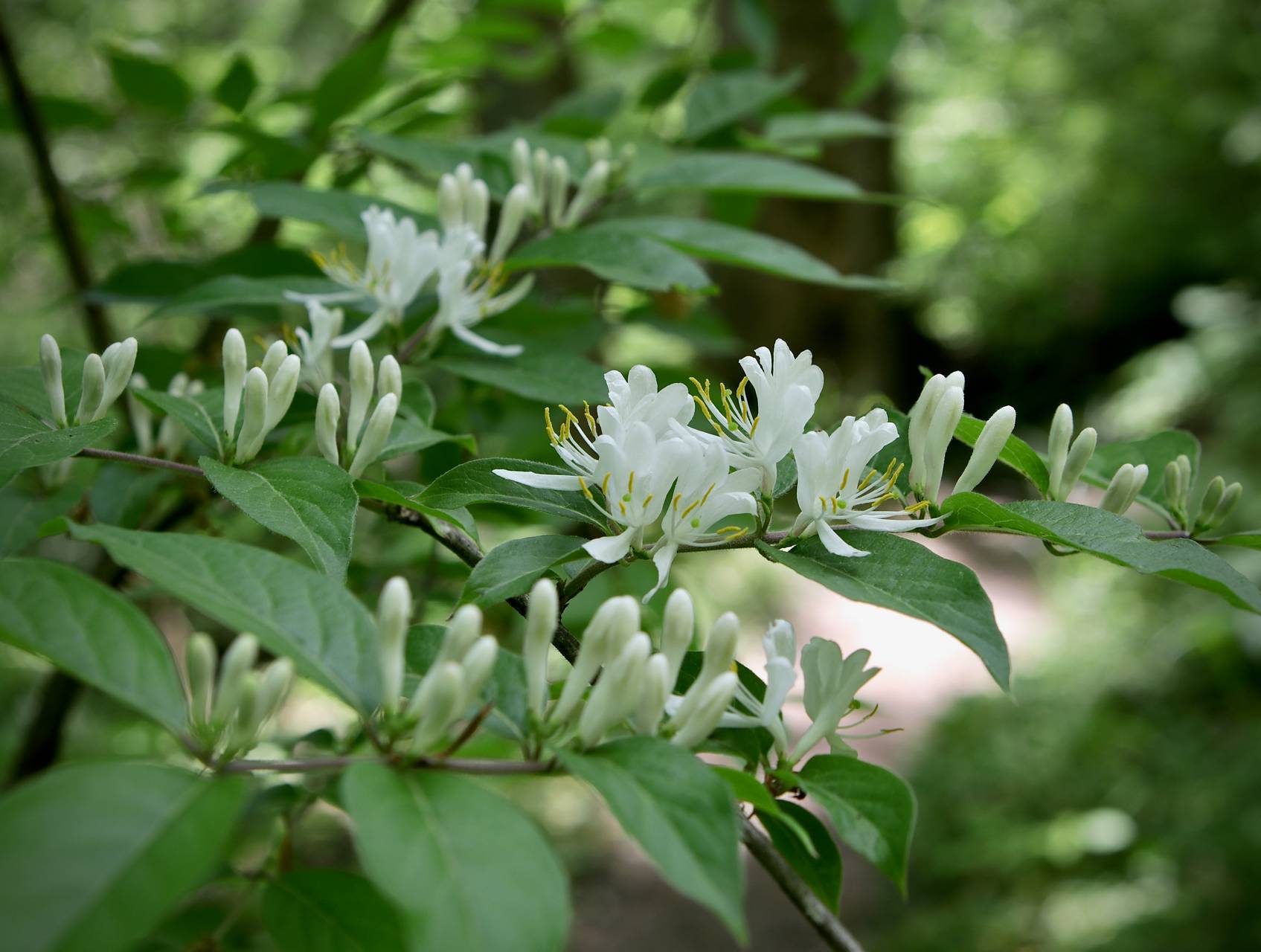Photo of Amur Honeysuckle