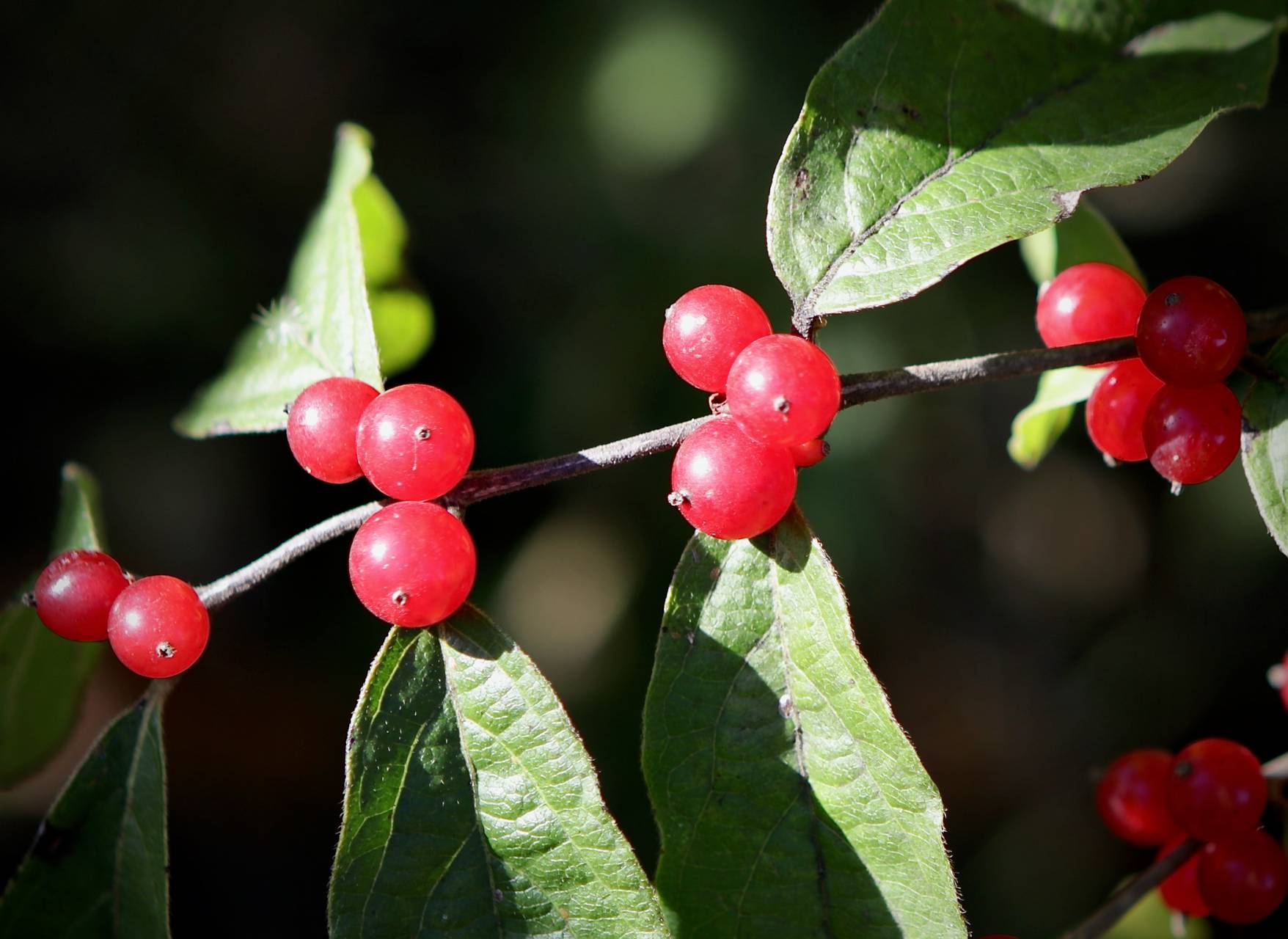 Photo of Amur Honeysuckle