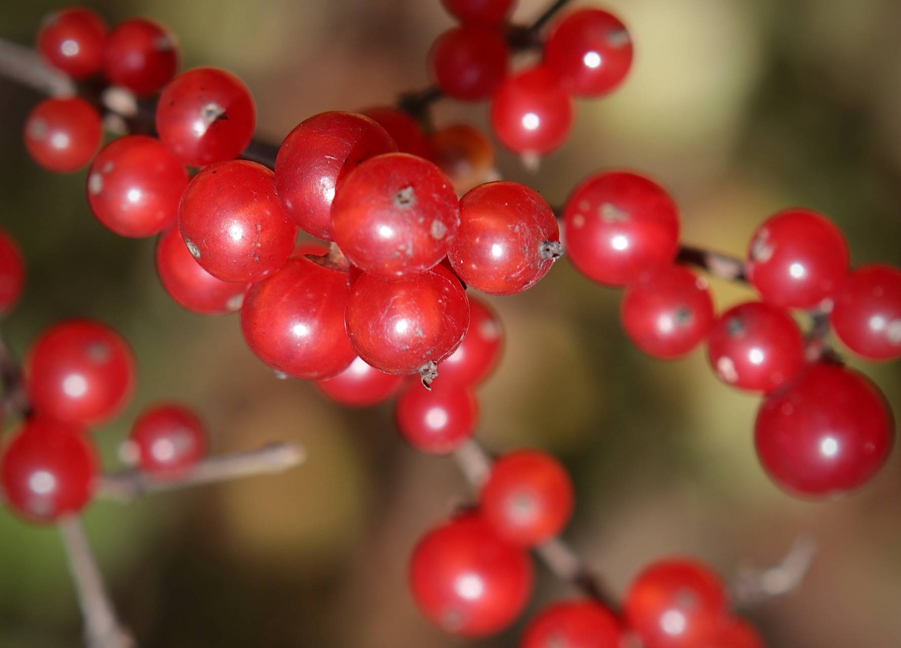 Photo of Amur Honeysuckle