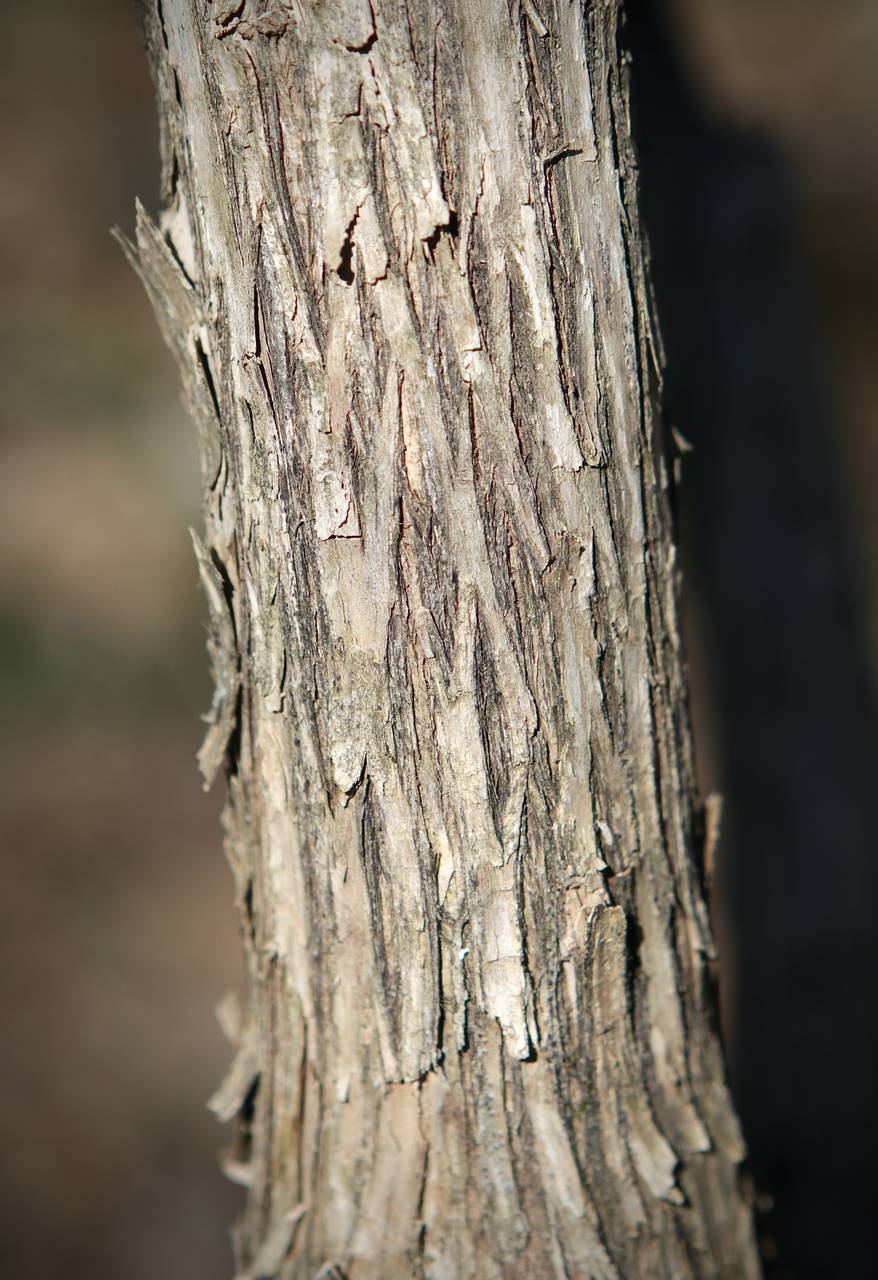 Photo of Amur Honeysuckle