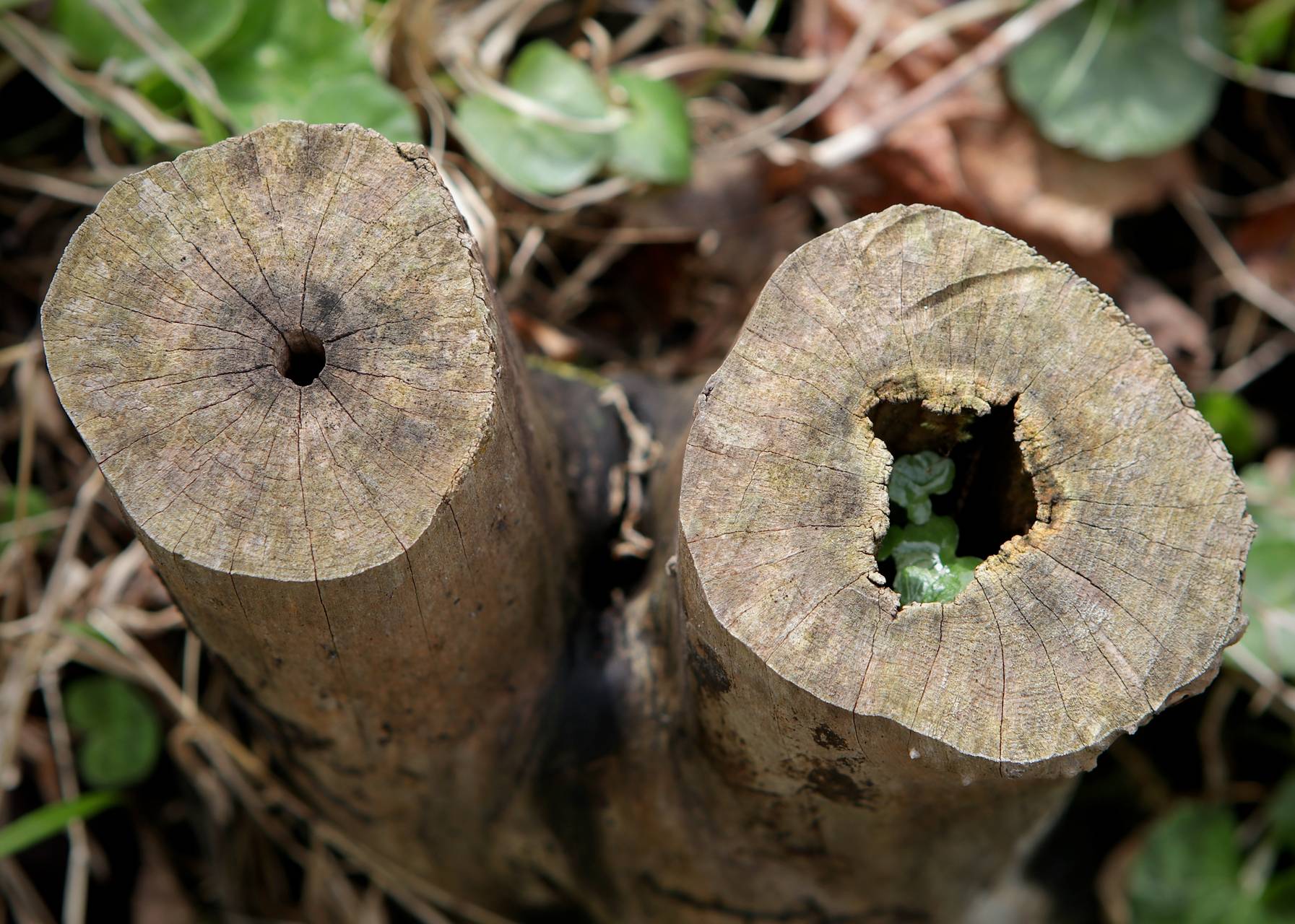 Photo of Amur Honeysuckle