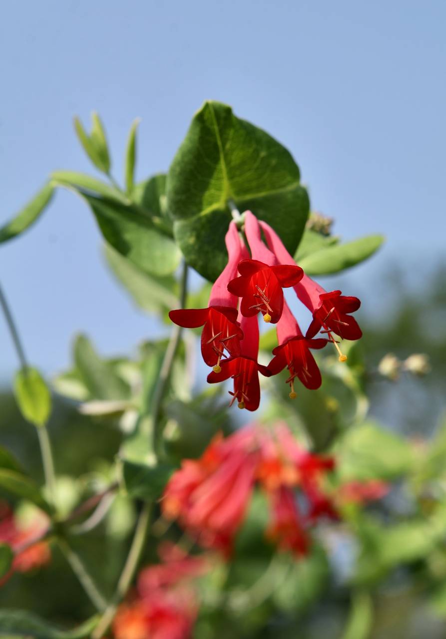 Photo of Coral Honeysuckle