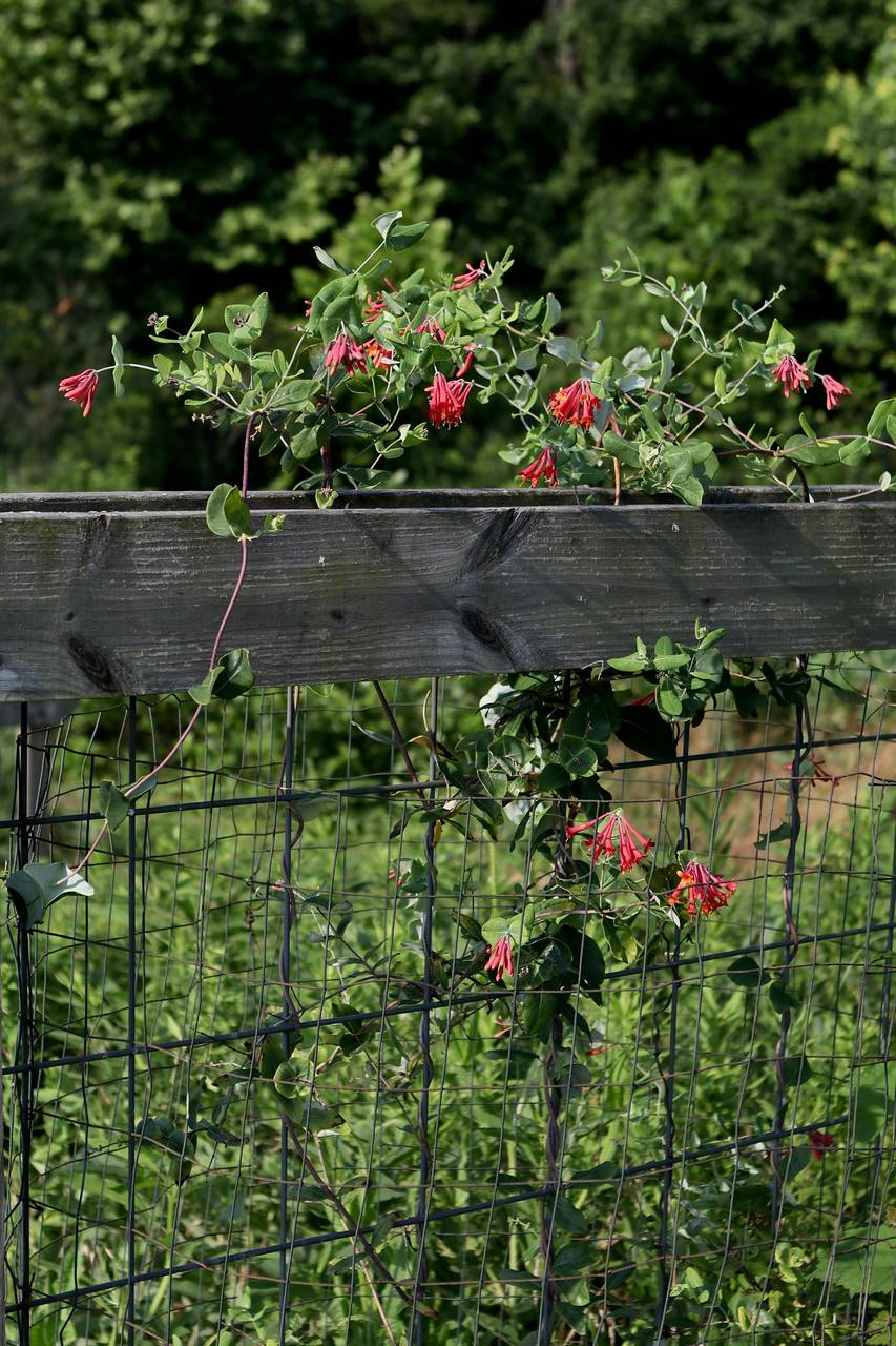 Photo of Coral Honeysuckle