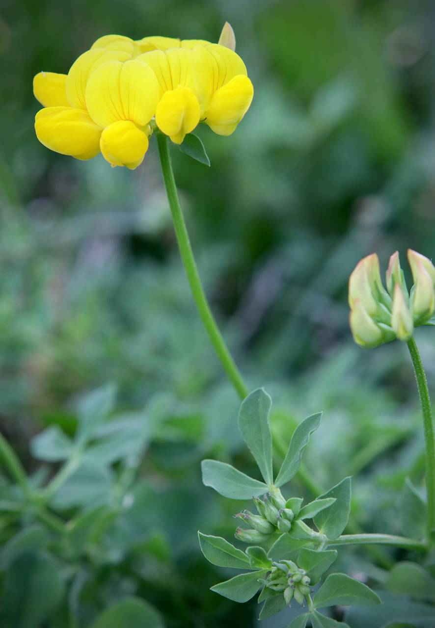 Photo of Birdsfoot Trefoil