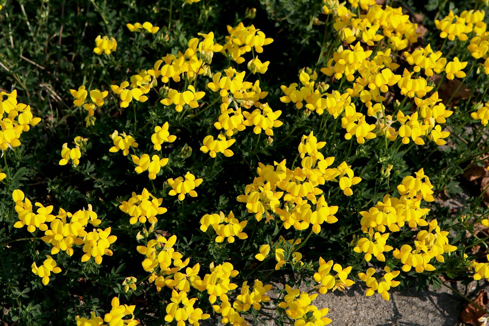 Photo of Birdsfoot Trefoil