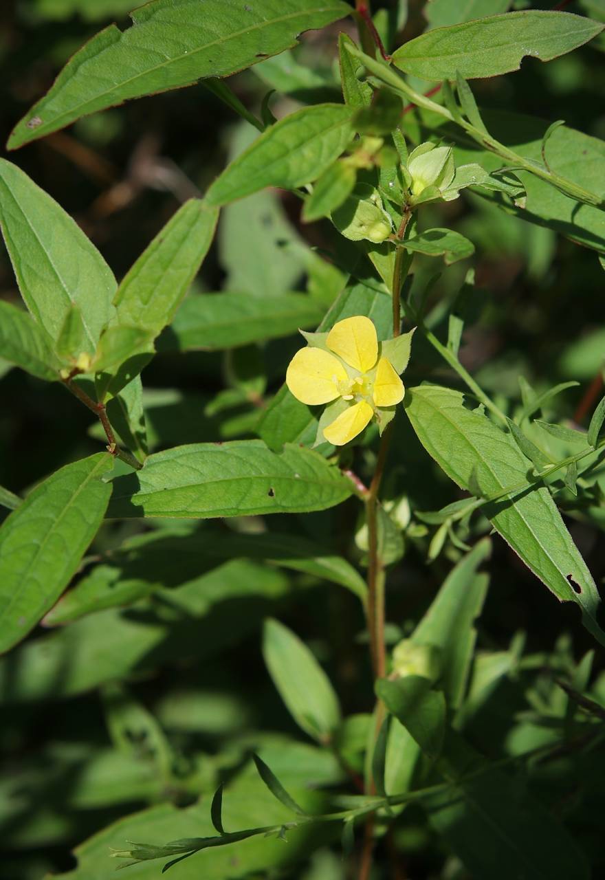 Photo of Bushy Seedbox
