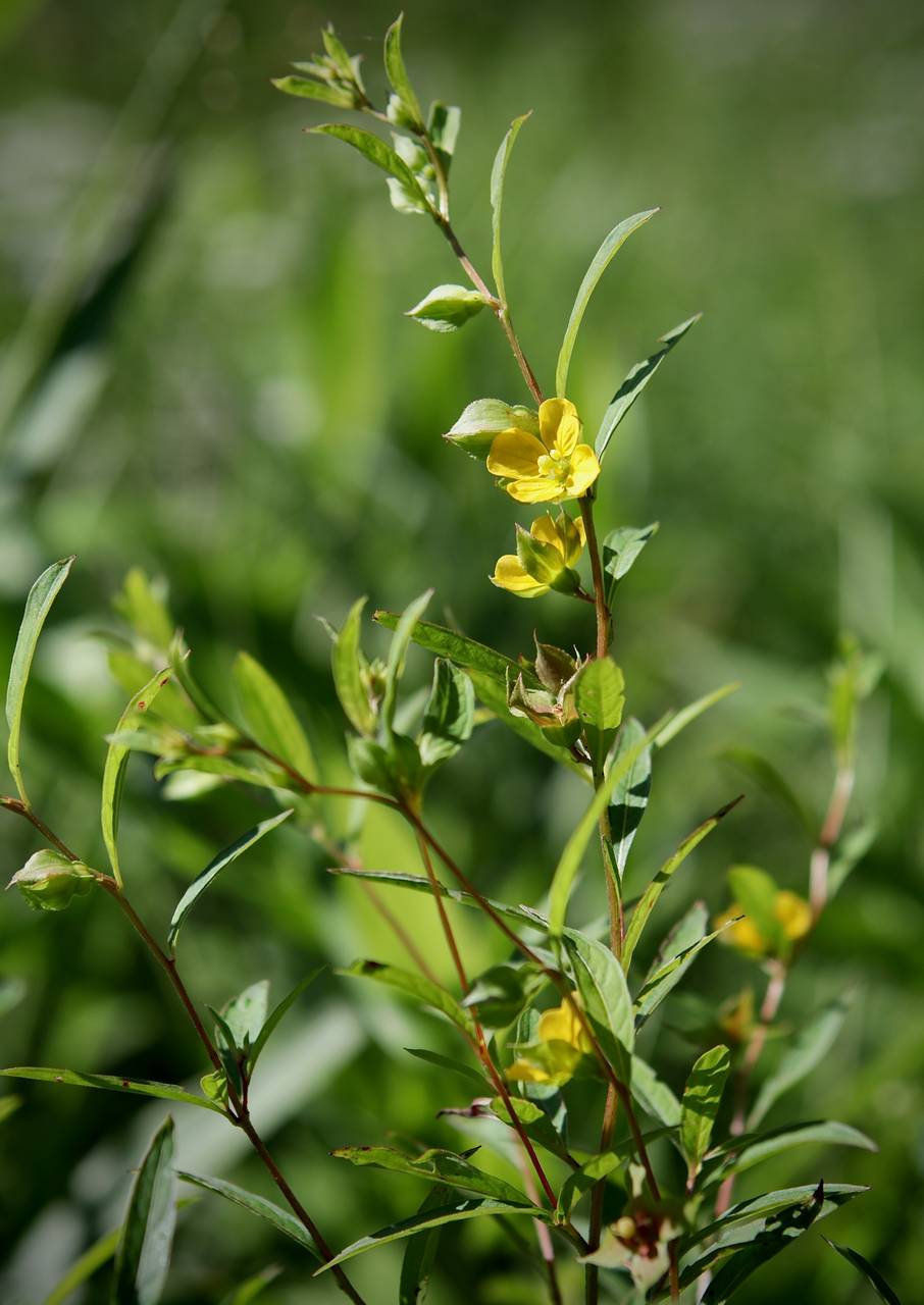 Photo of Bushy Seedbox