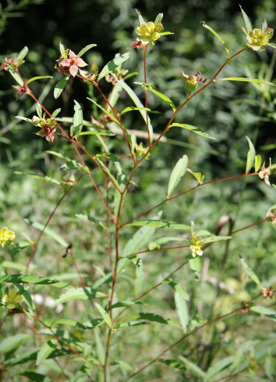 Photo of Bushy Seedbox