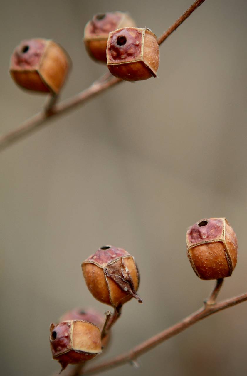 Photo of Bushy Seedbox