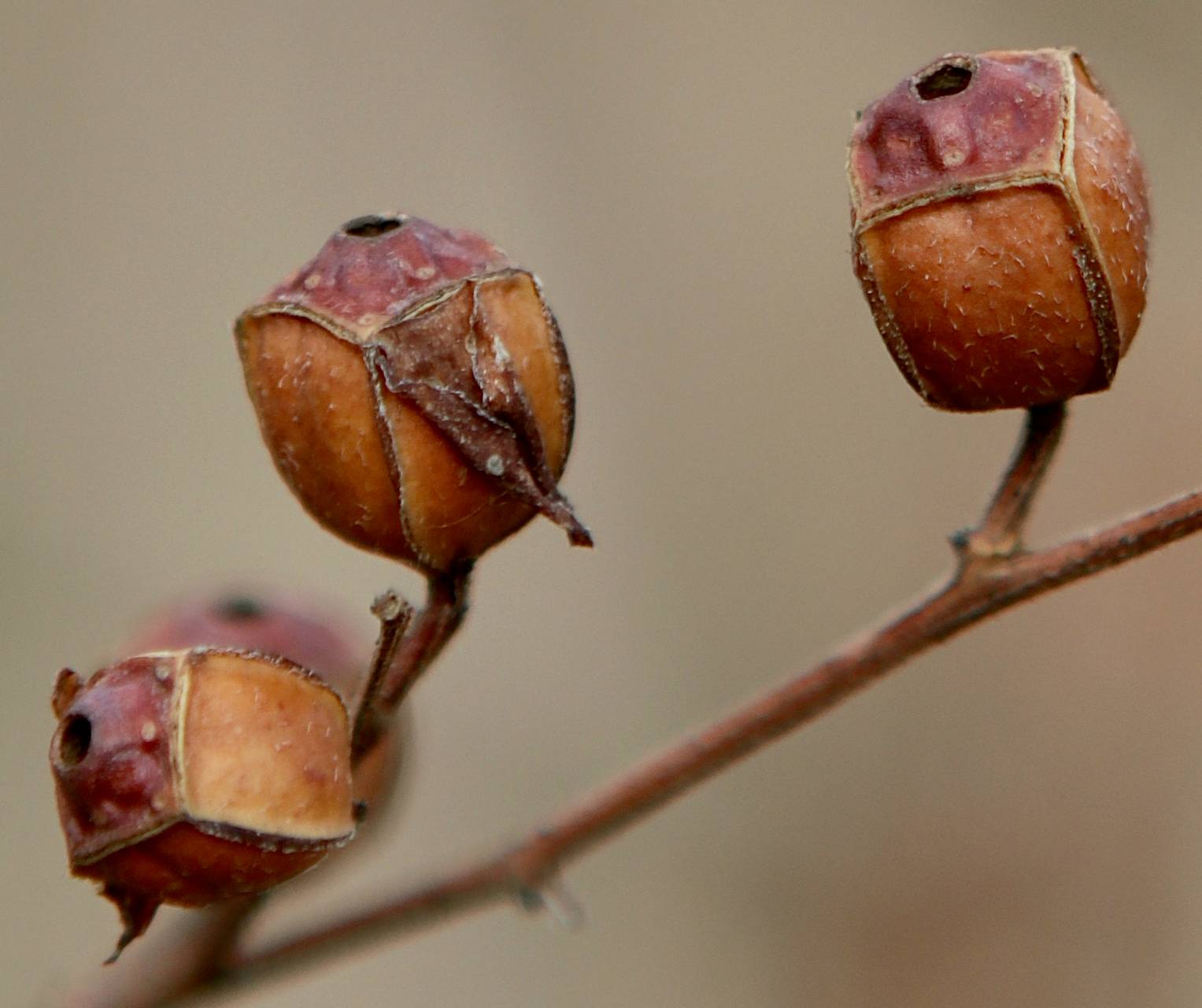 Photo of Bushy Seedbox