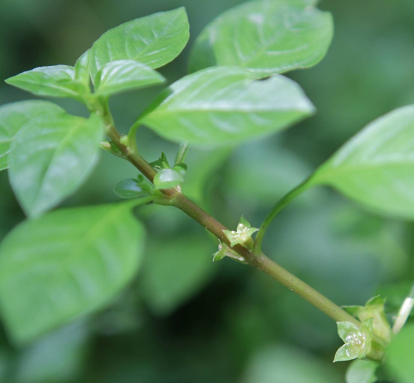 Photo of Water Purslane