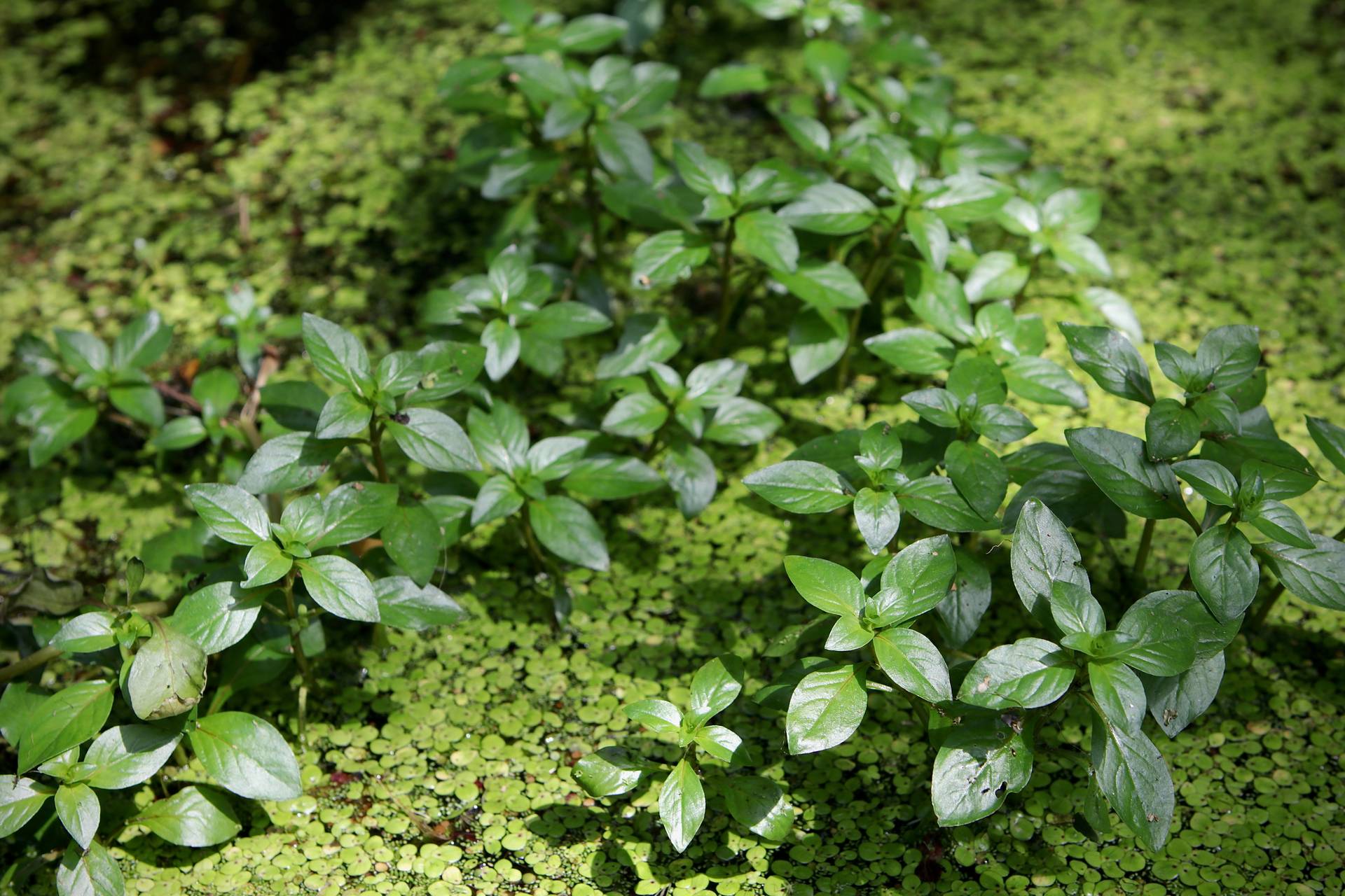 Photo of Water Purslane