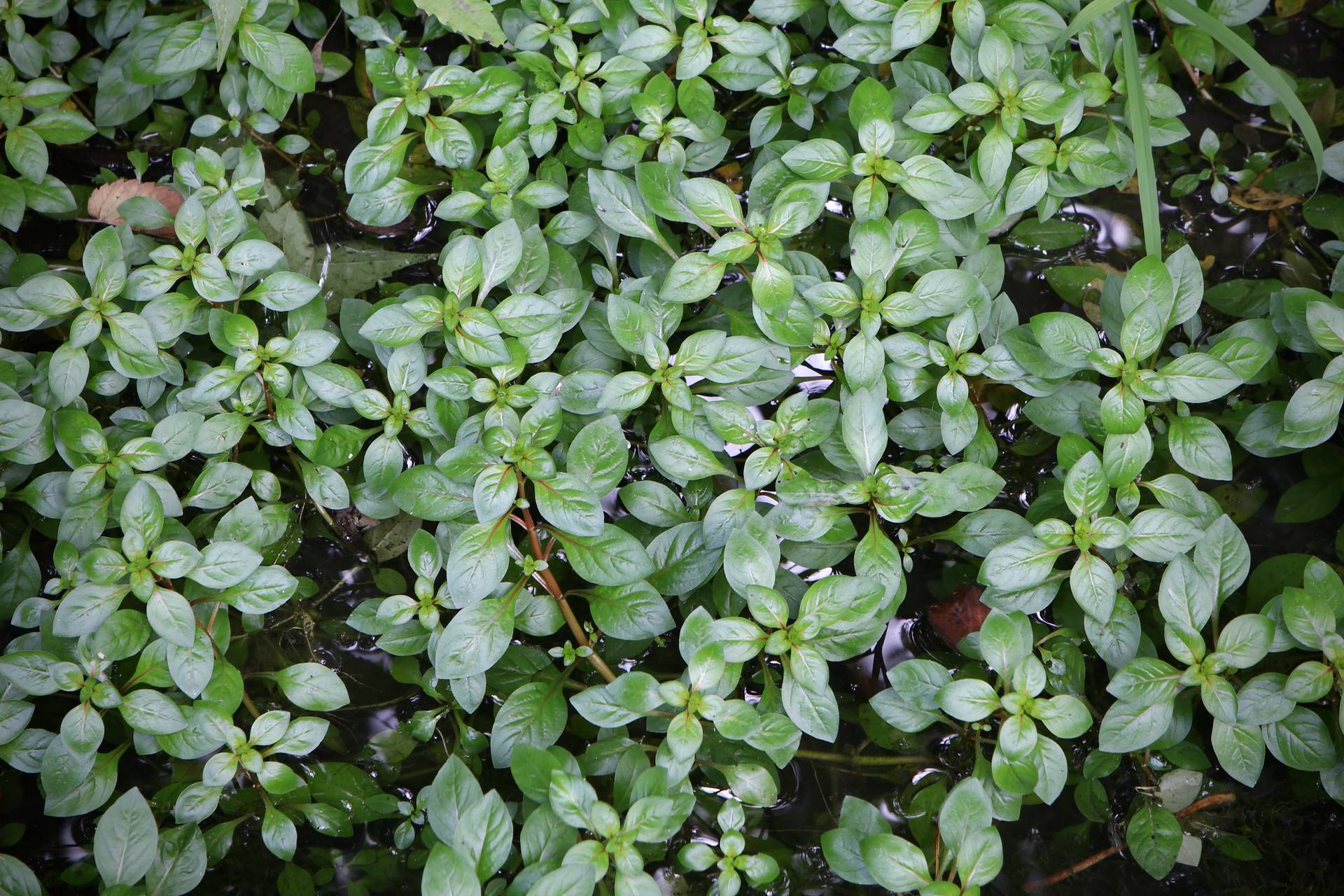 Photo of Water Purslane