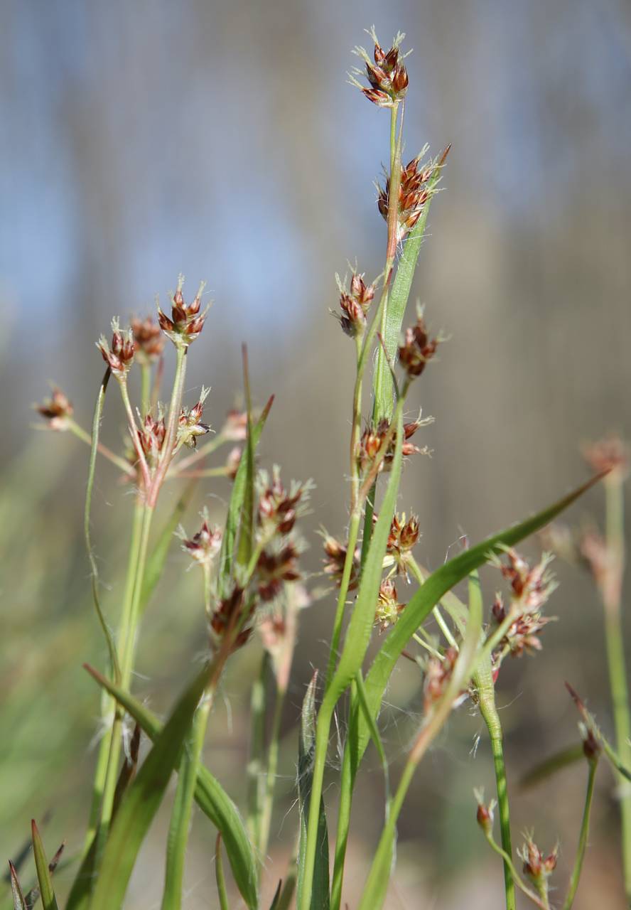 Photo of Common Wood Rush