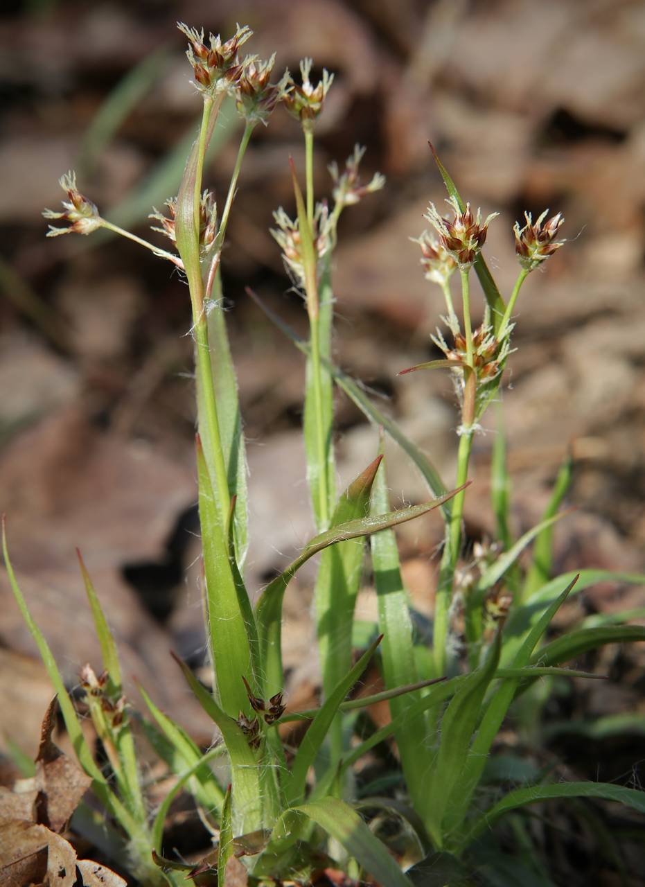 Photo of Common Wood Rush