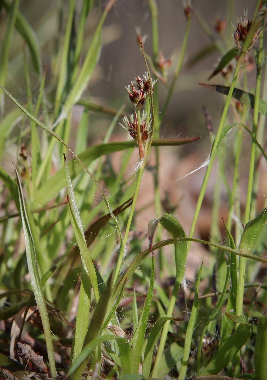 Photo of Common Wood Rush