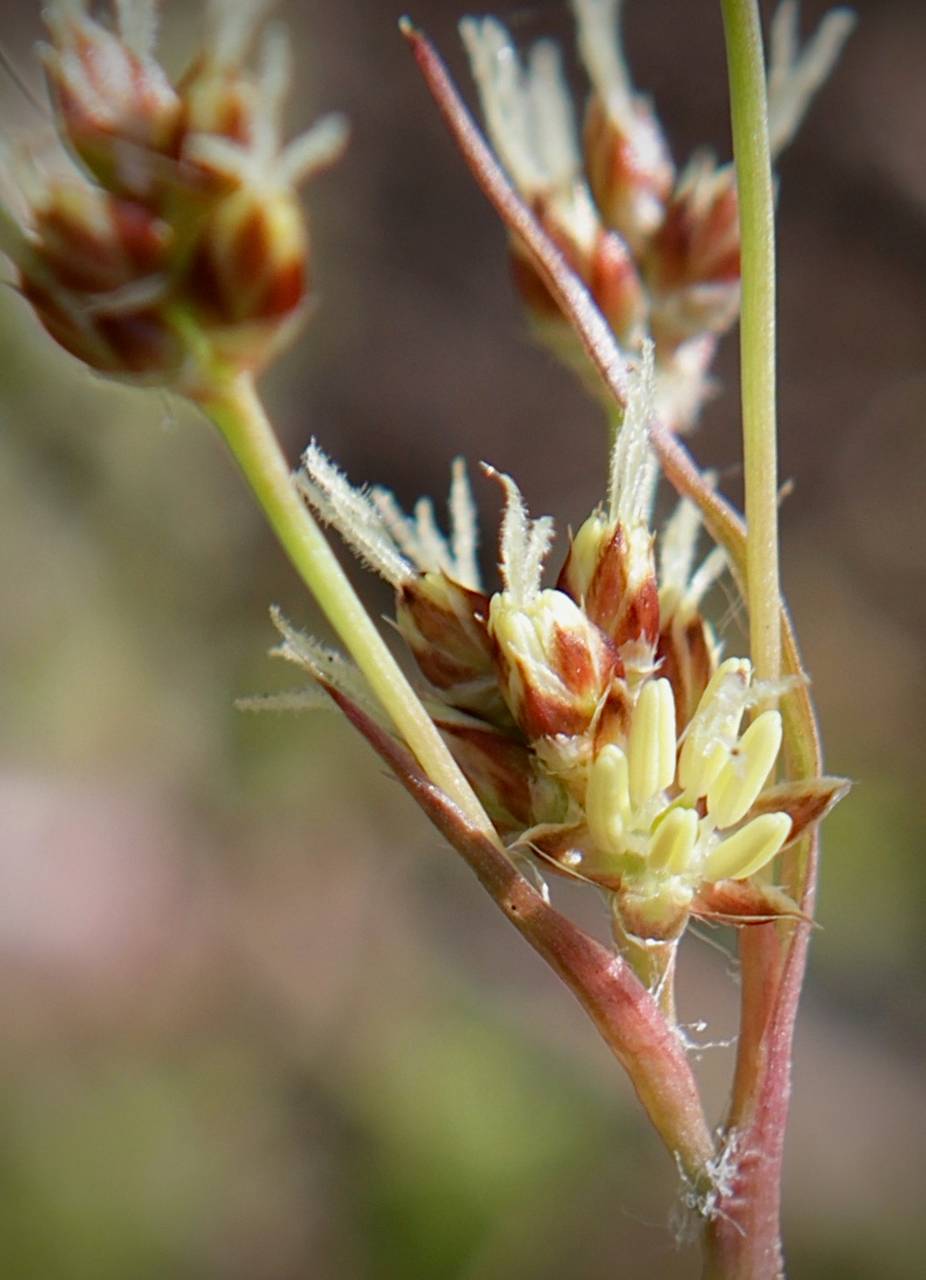 Photo of Common Wood Rush