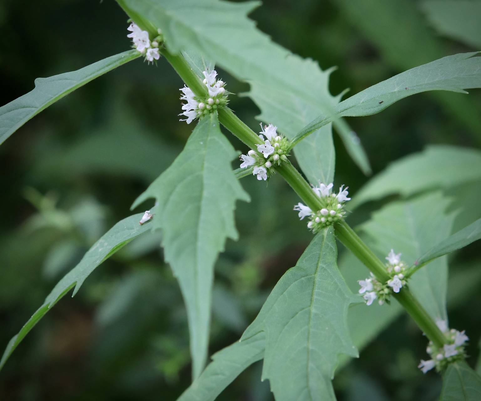 Photo of American Water Horehound