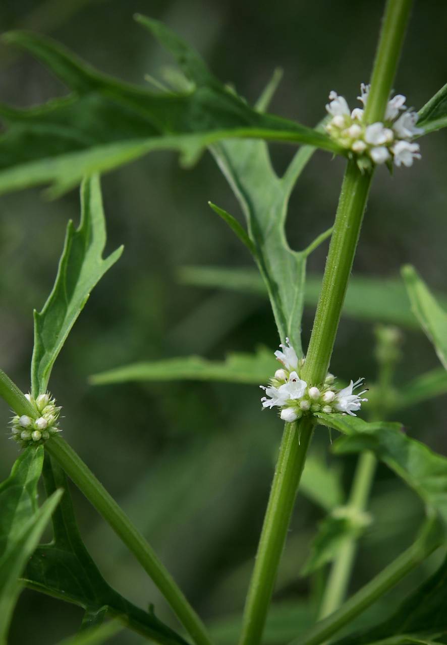 Photo of American Water Horehound
