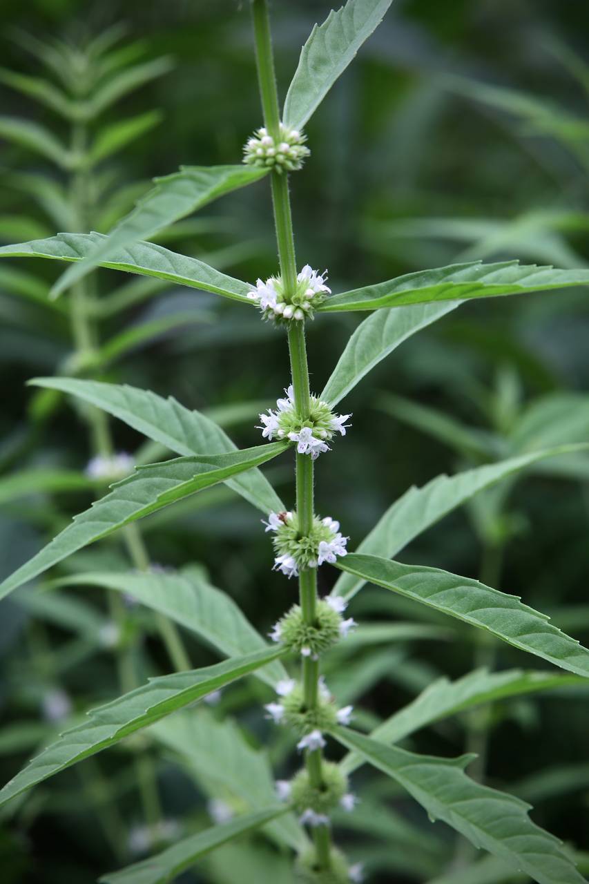 Photo of American Water Horehound