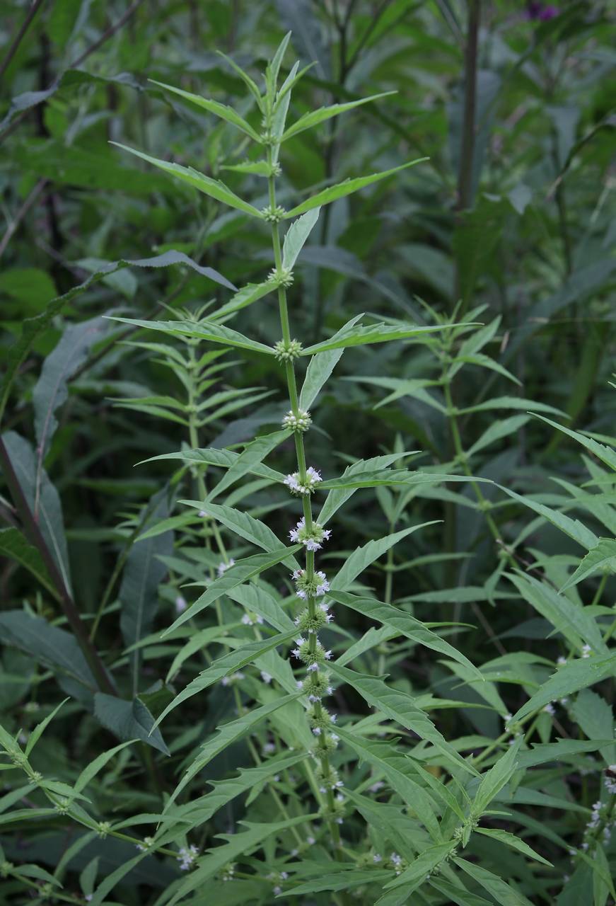 Photo of American Water Horehound