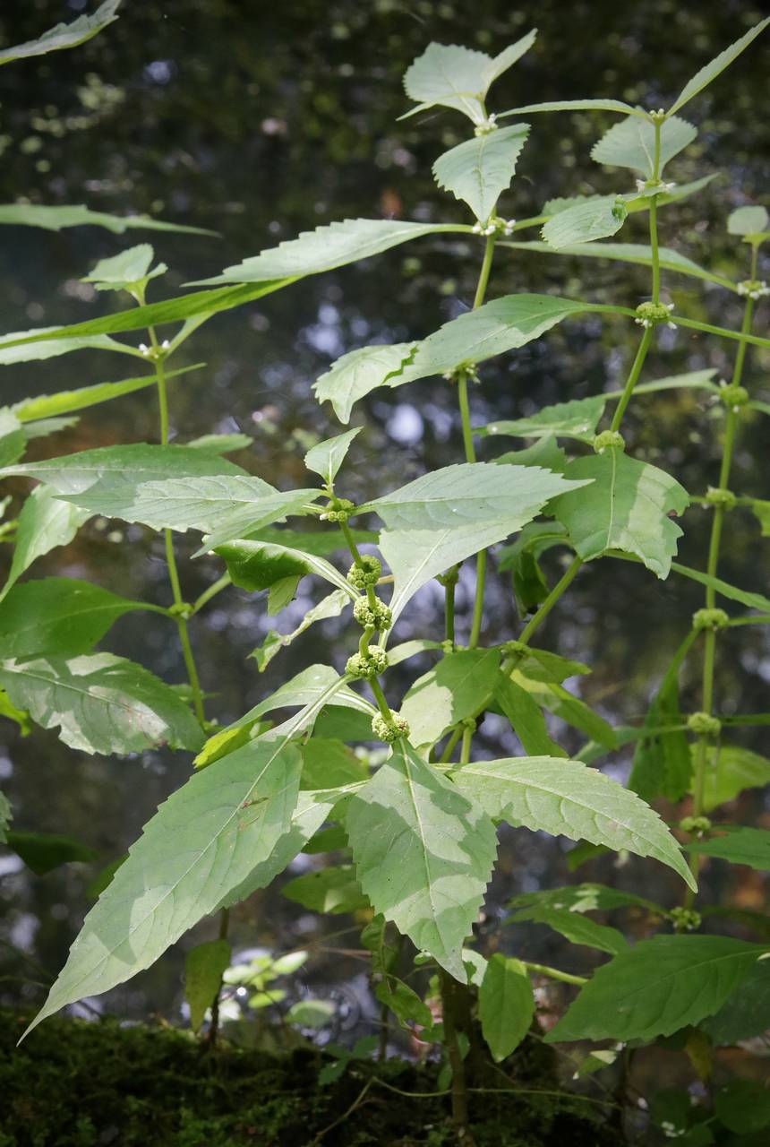 Photo of Virginia Bugleweed