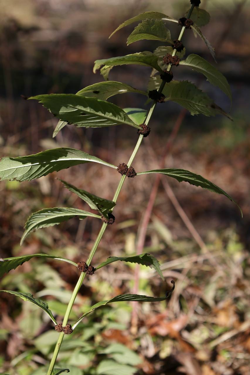 Photo of Virginia Bugleweed